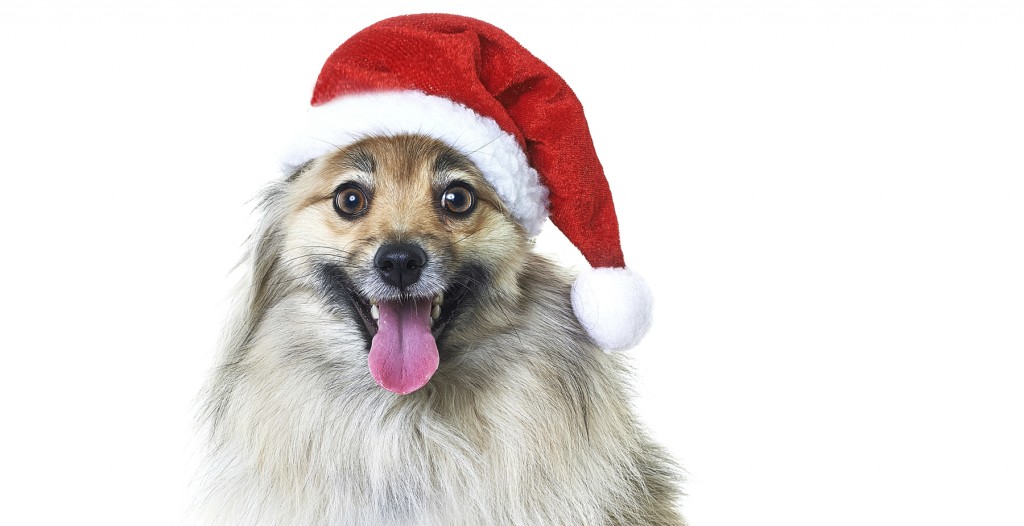 Dog with Santa hat profesional pet photography