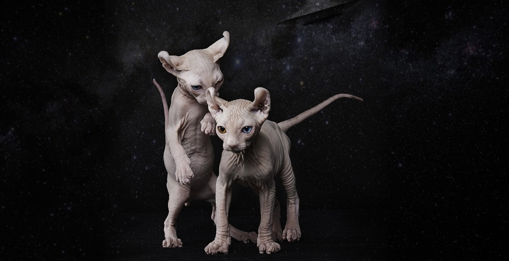Elf-sphynx-kittens-that-look-like-aliens