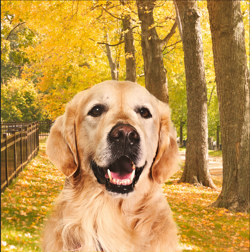 Fall scenery photo with dog