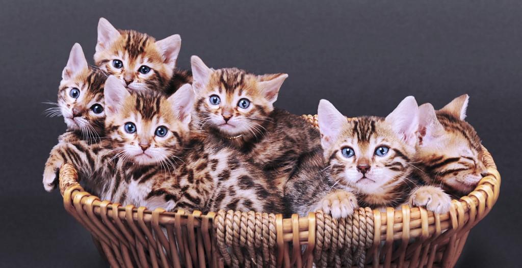basket of bengal kittens cats photography