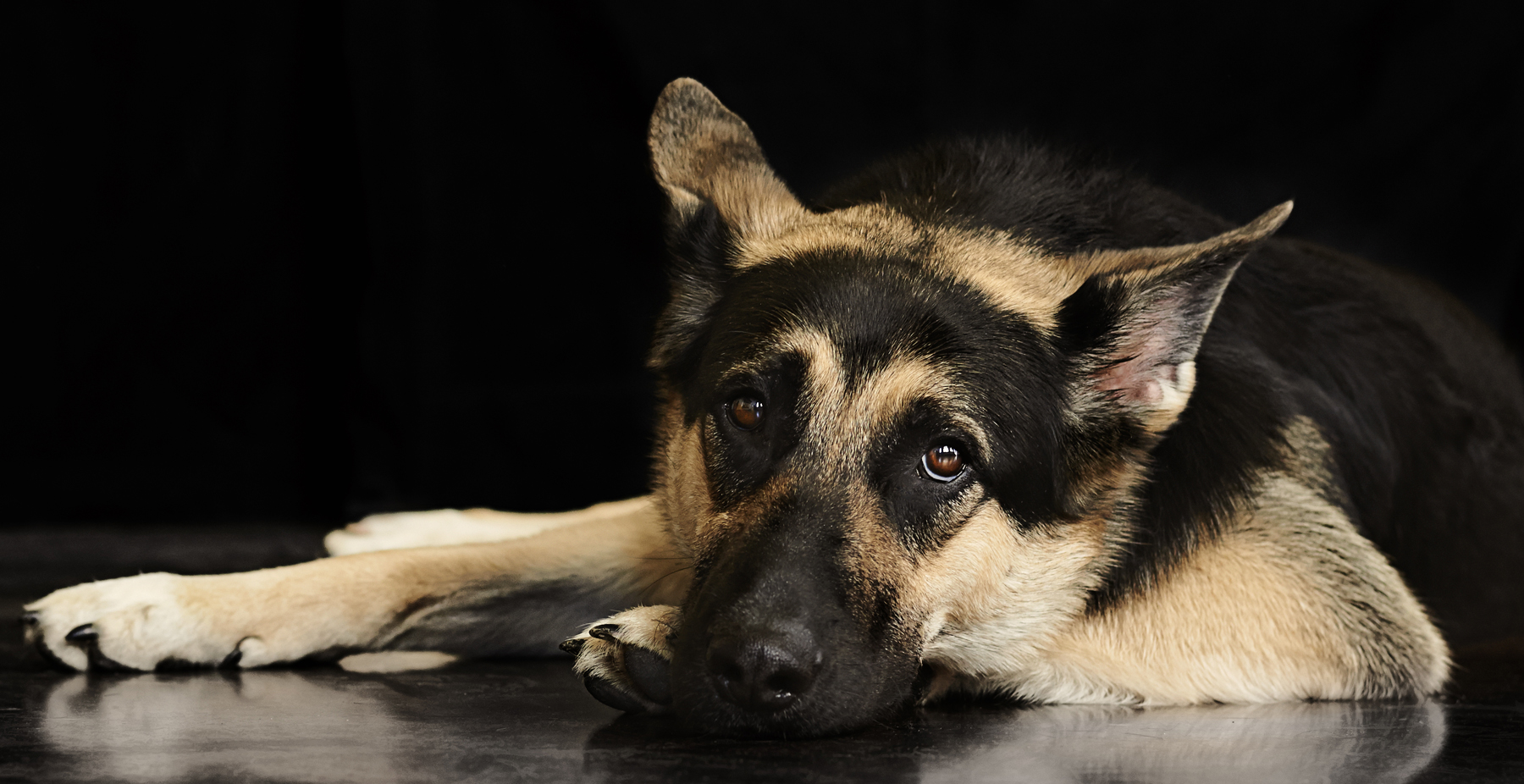 german-shepherd-dog- photoshoot portrait