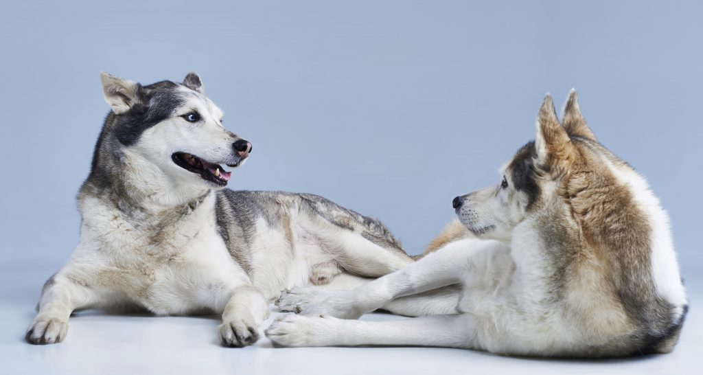 Siberian husky dogs in conversation. Funny studio photography session.
