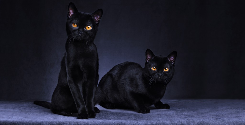 two black cats looking at camera studio photography