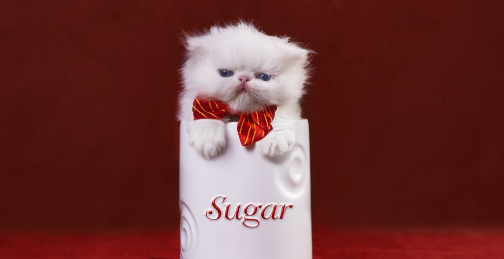 white persian kitten in sugar bowl pet photography