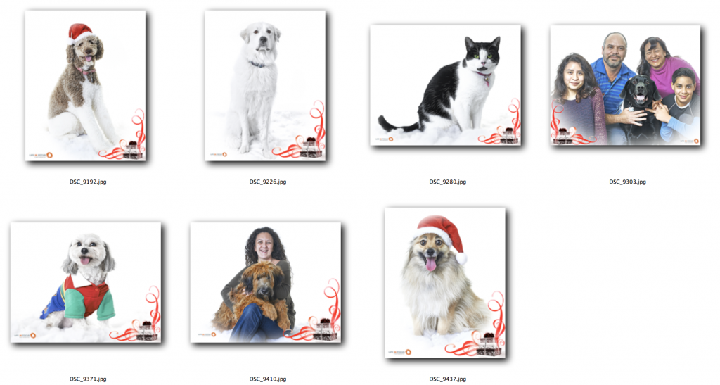 A Christmas Photo-shoot at the Montreal SPCA Annex