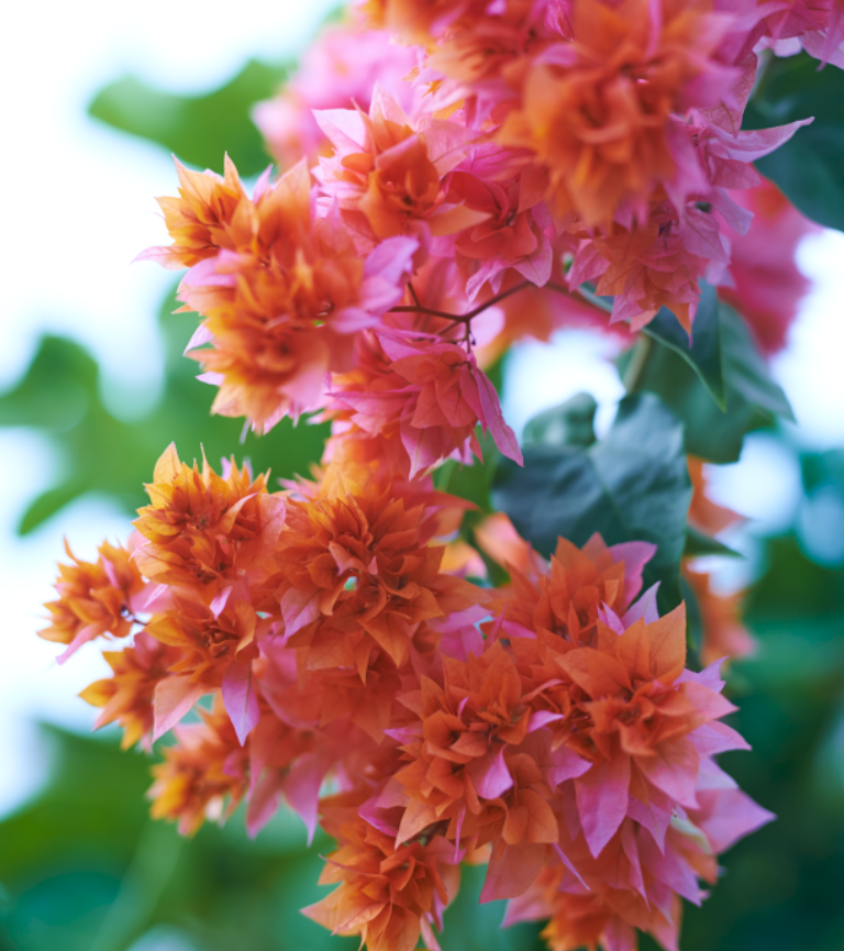 orange and pink bougainvillea flower