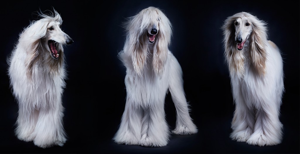 afghan hound dog studio portrait