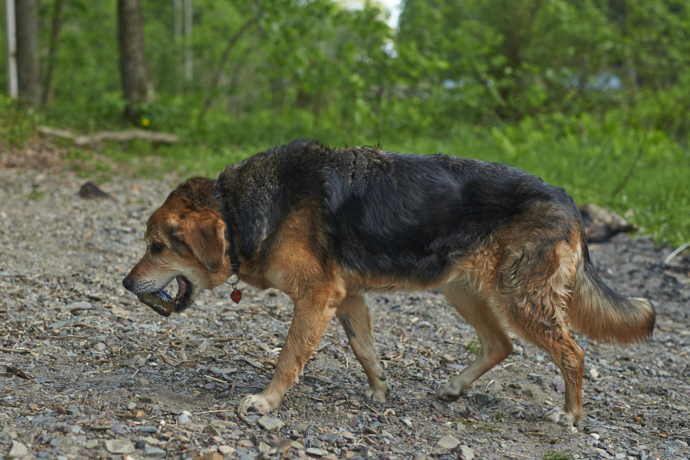dog carrying rock