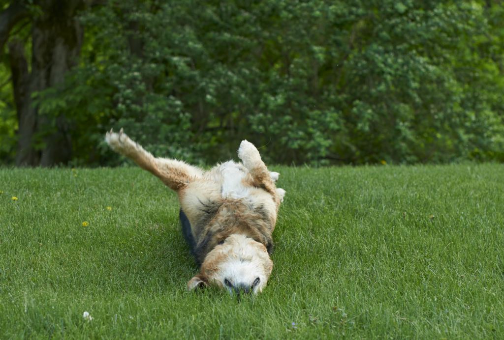 dog rolling in the grass
