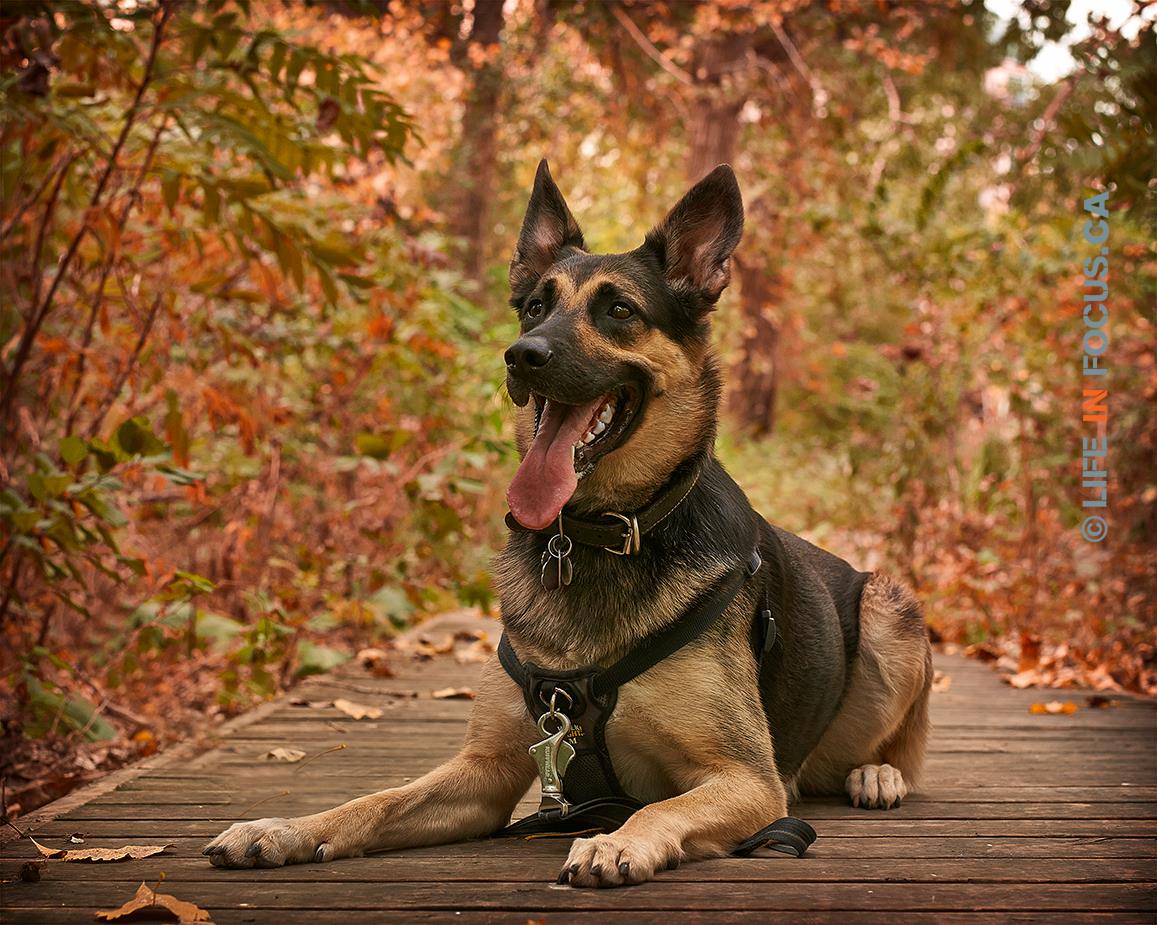 Dog photography outdoors