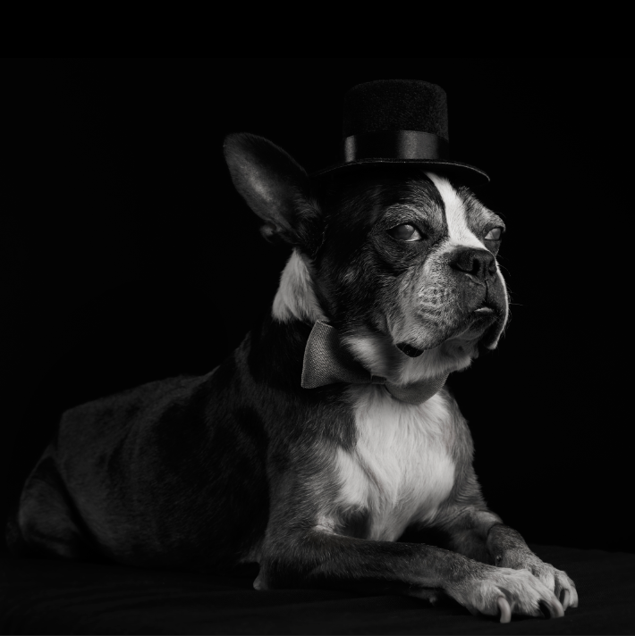 Boston terrier photoshoot