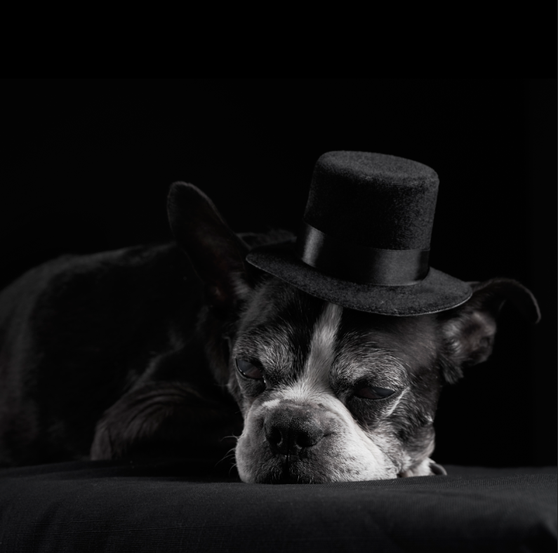 old dog with hat photo session