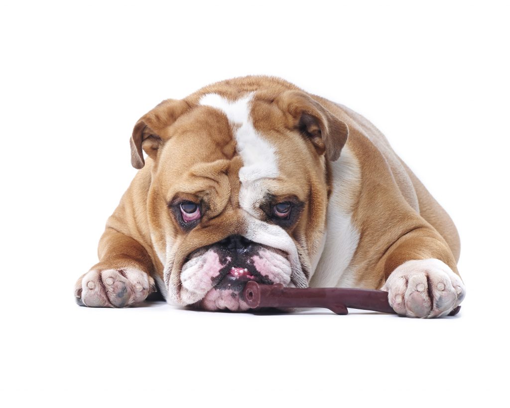 Bulldog with toy professional photography session